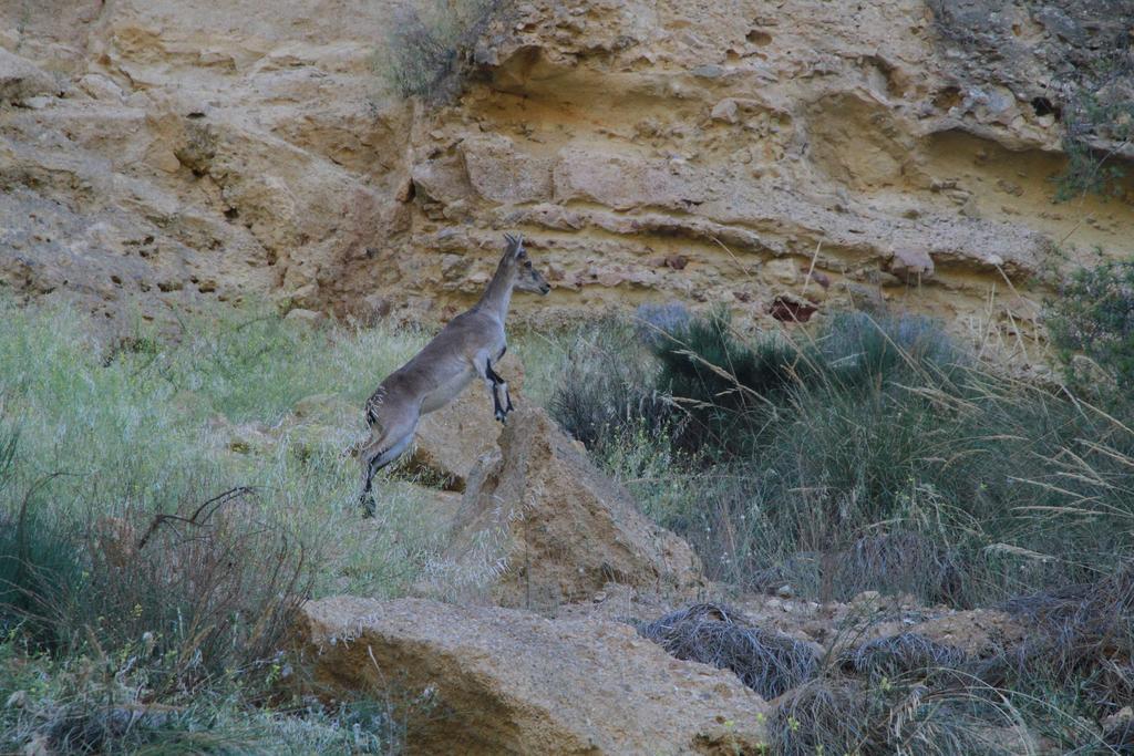 ألاما دي مرسية Alojamientos Rurales Cortijo Las Golondrinas المظهر الخارجي الصورة