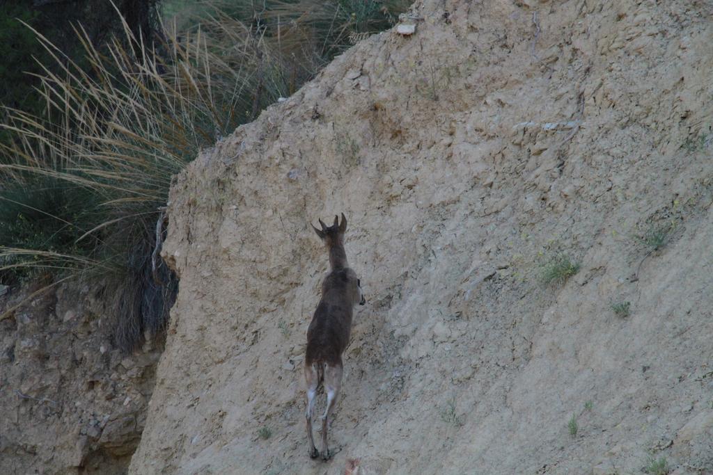 ألاما دي مرسية Alojamientos Rurales Cortijo Las Golondrinas المظهر الخارجي الصورة