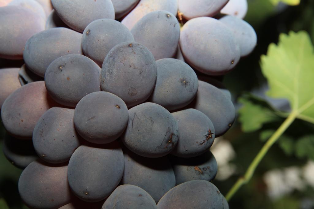 ألاما دي مرسية Alojamientos Rurales Cortijo Las Golondrinas المظهر الخارجي الصورة